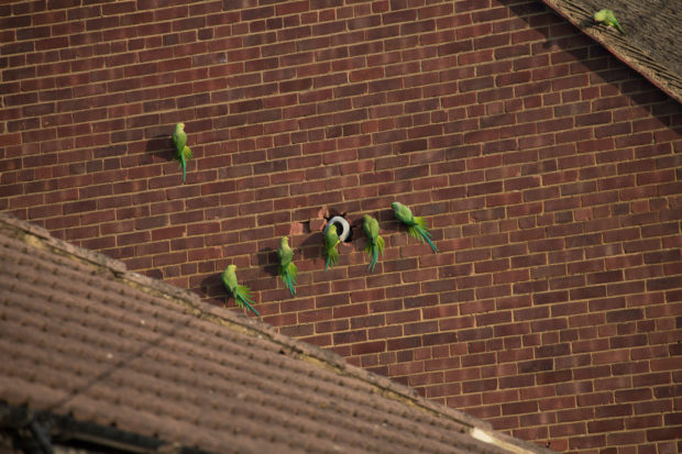 события лондона апрель 2018